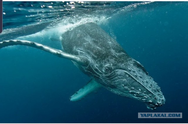 Откуда киты и дельфины берут воду для питья?