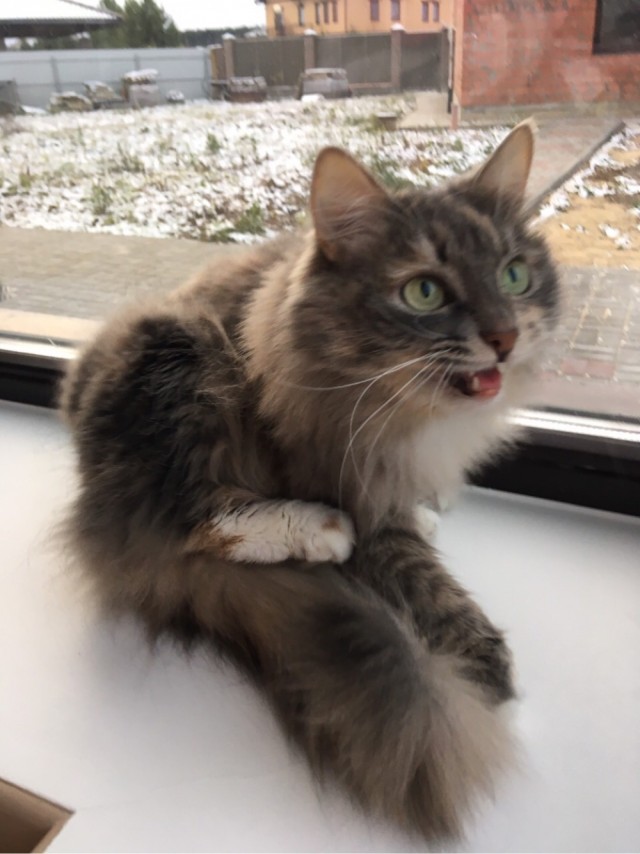̶К̶о̶р̶о̶н̶  Котовторник!