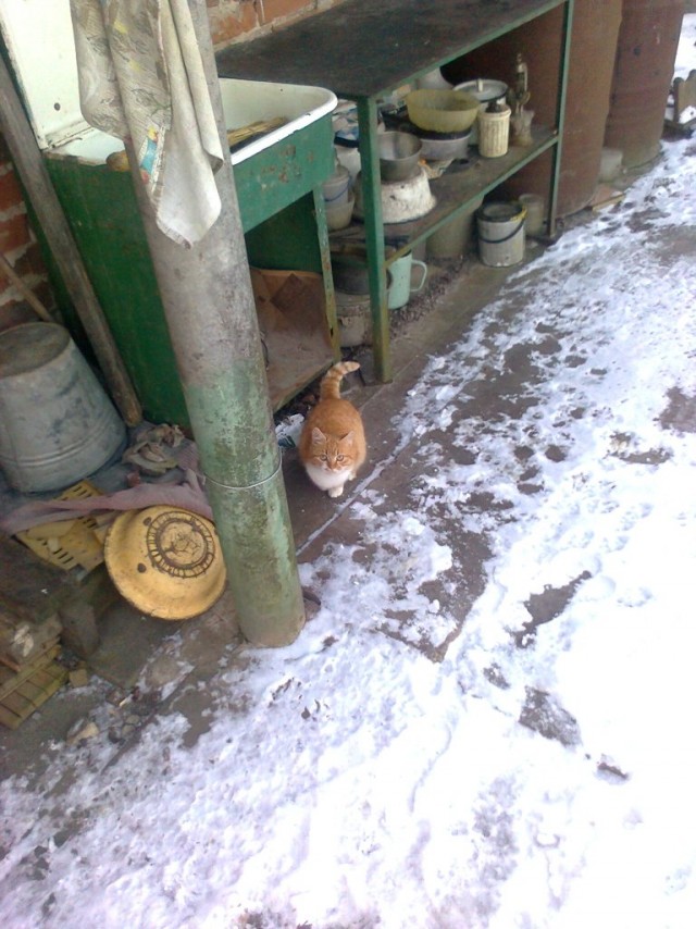 Деревенские котейки