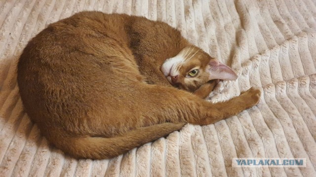 Кот и живот