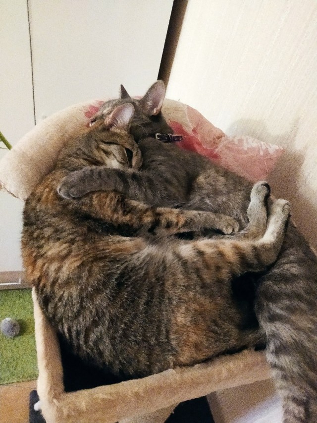 Эти забавные животные
