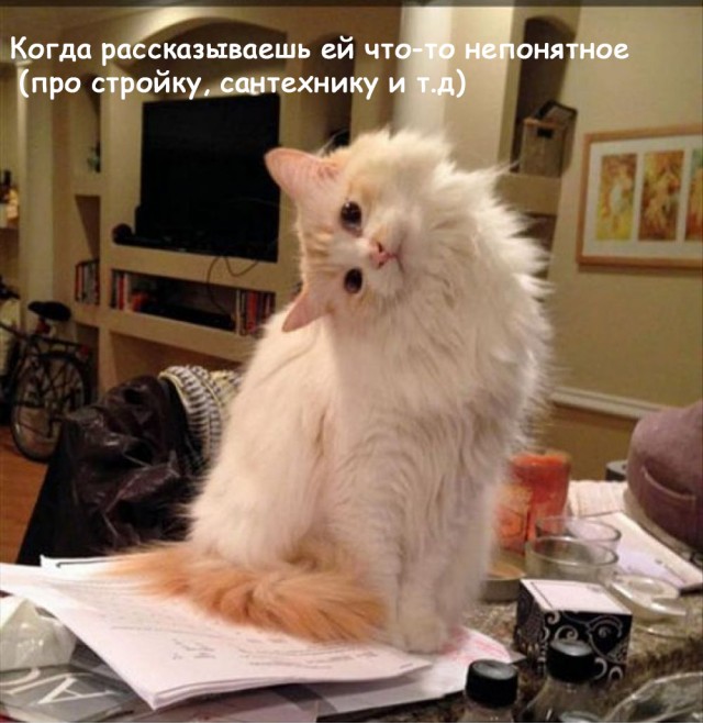 Женщины - они как кошки