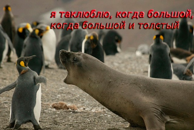 Фотожаба: А ну не ори на меня!