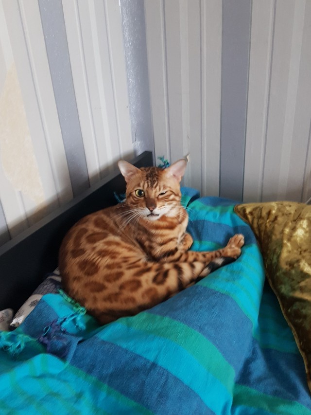 Котовторник 17.11.20