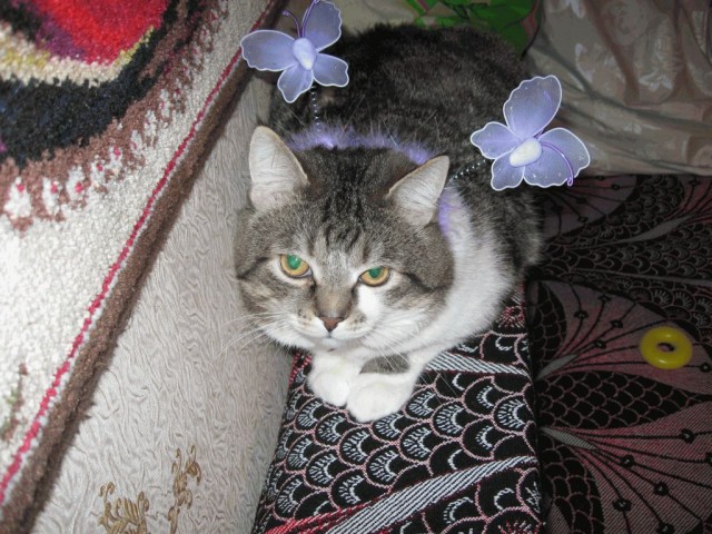 Наш кот Сёма.