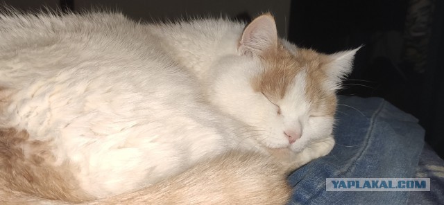 Котовторник. Добавляйте своих