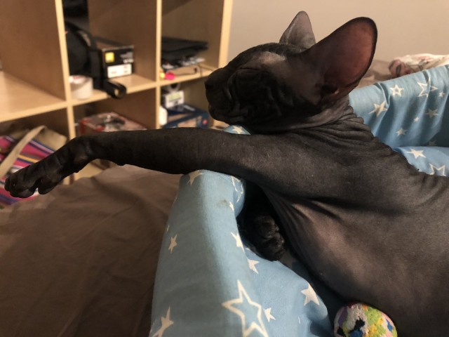 Котовторнику быть!