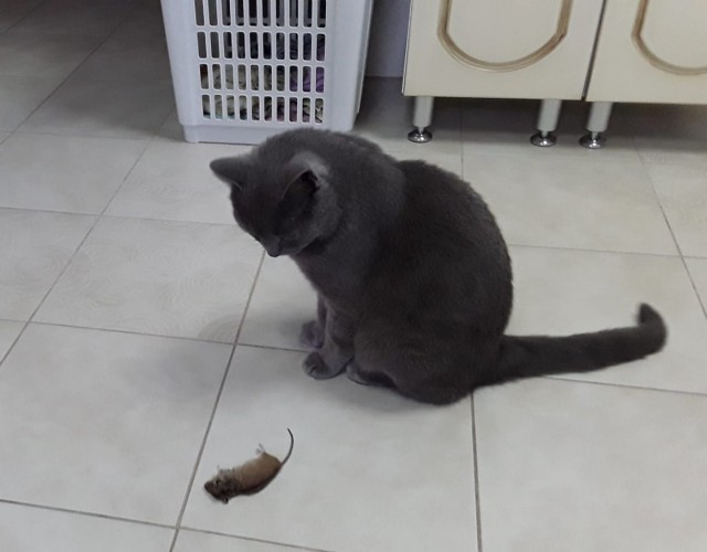 Котовторник!
