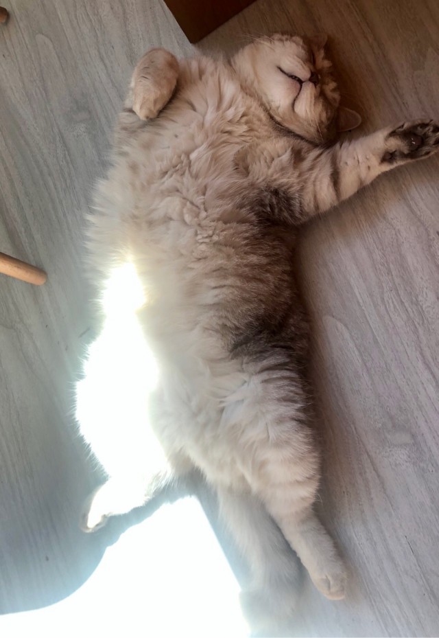 Хоба! Котовторник!
