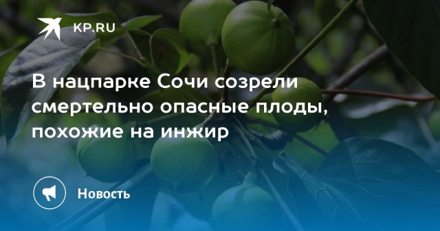 В сочинском парке "Дендрарий" созрели смертельно опасные плоды тунга Форда. Противоядия против этого фрукта не существует