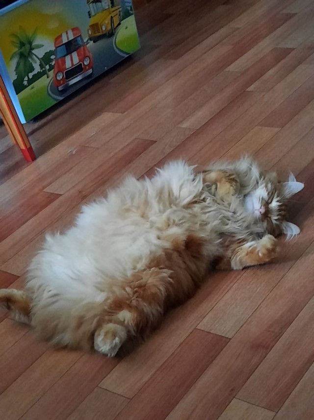К котовторнику