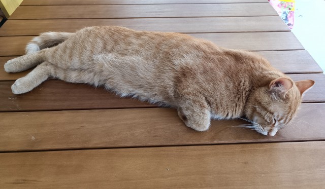 А как спит ваш кошачий?