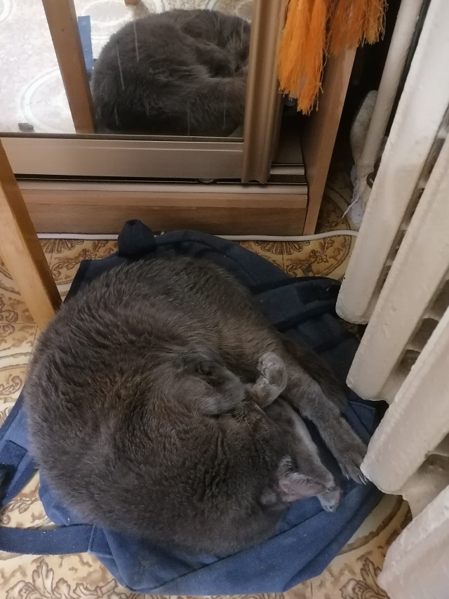 Котолампа. Кот и лампа - новый вариант старого мема