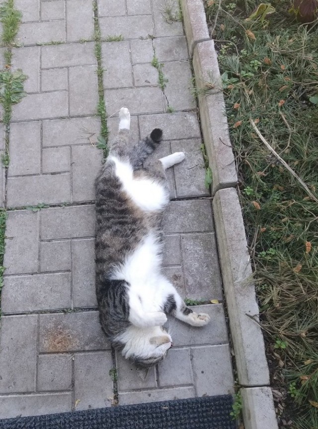 Котовторник 1.11.22