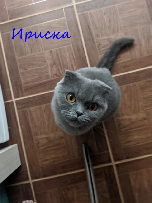 Жизнь домашнего приюта "Котоленд" 362