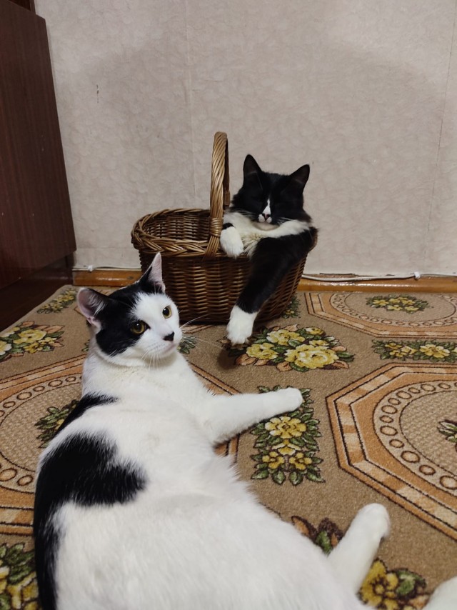 С овощами был, кукуруза тоже овощ