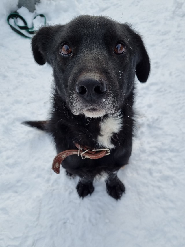 Год после приюта