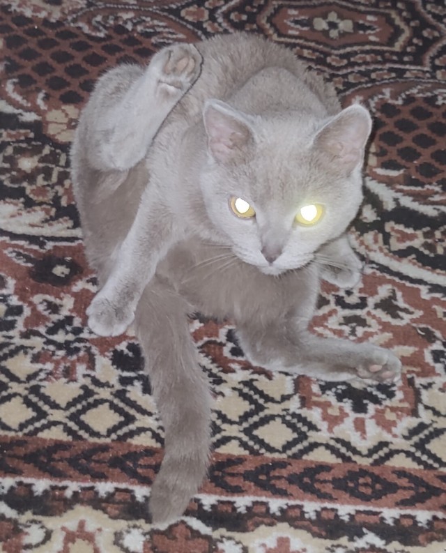 Коточетверг!