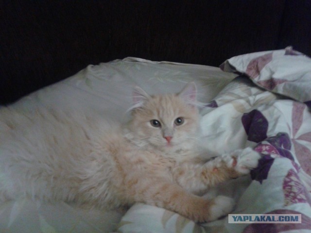 Котовторник 26.03.2013