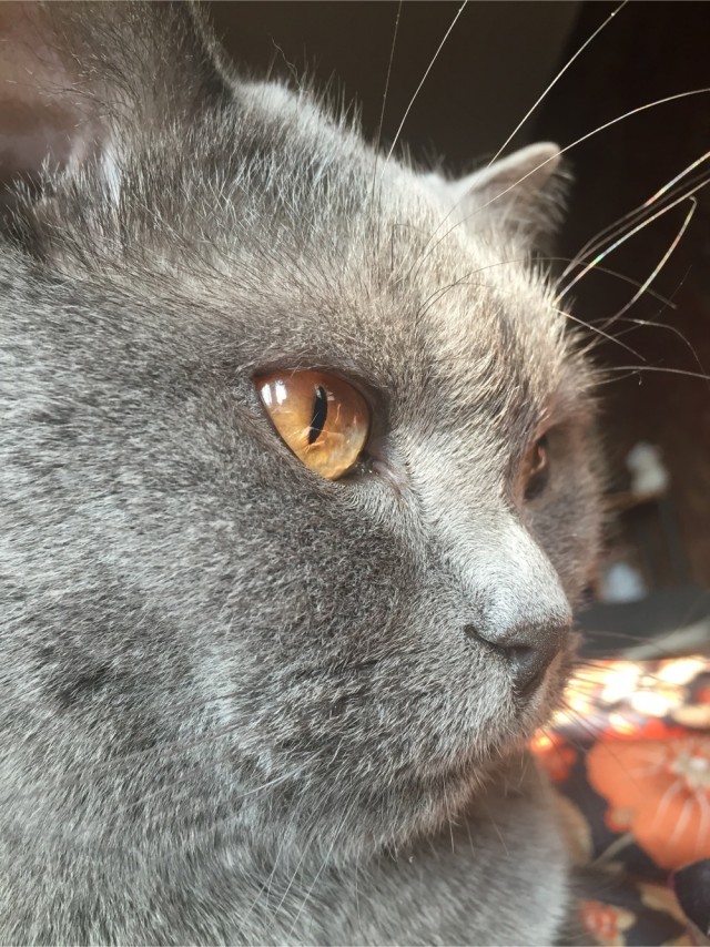 Совпало же? В котовторник