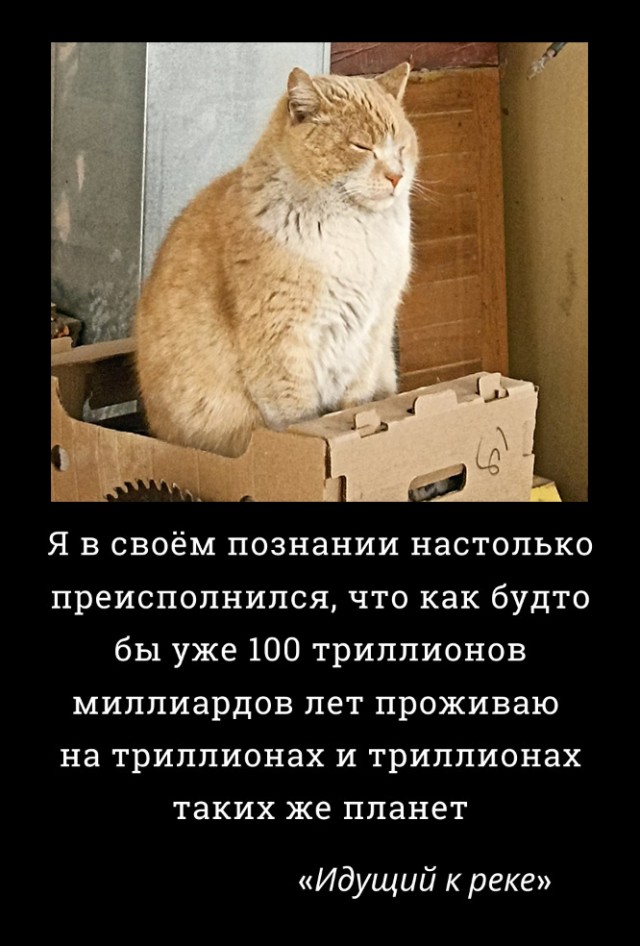Объясните, что происходит с моим котэ?