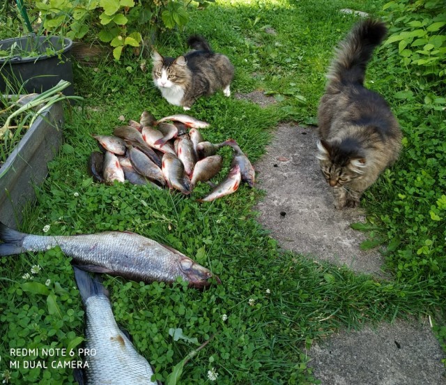 Начинаем котофторник?