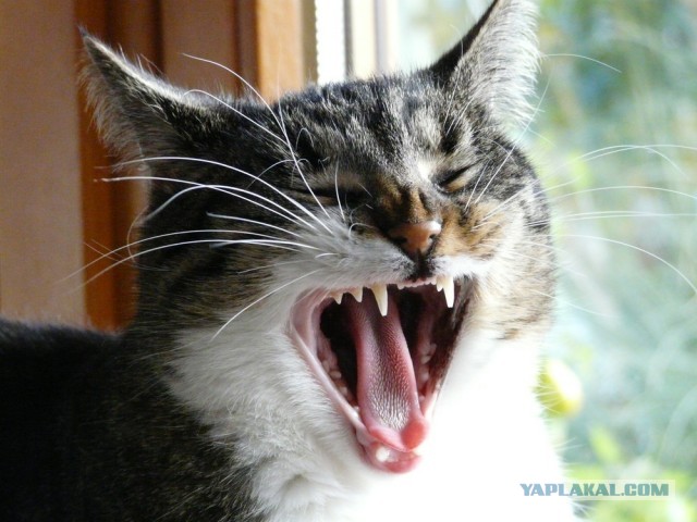Котовторник 16.04.2013