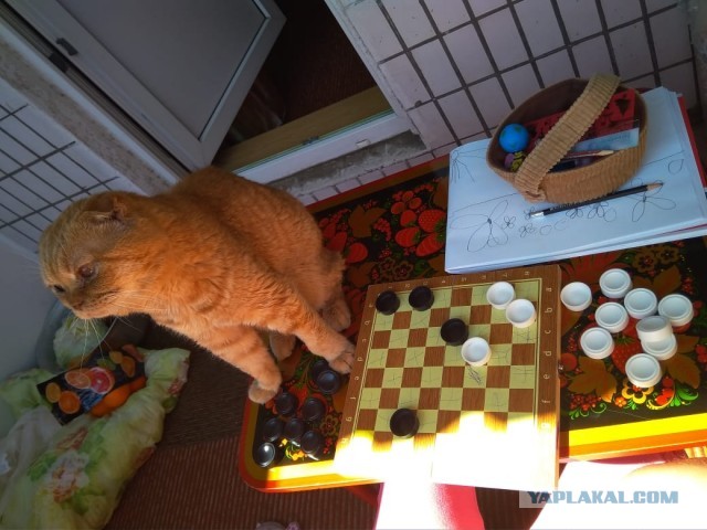 Котовторник Рыжих