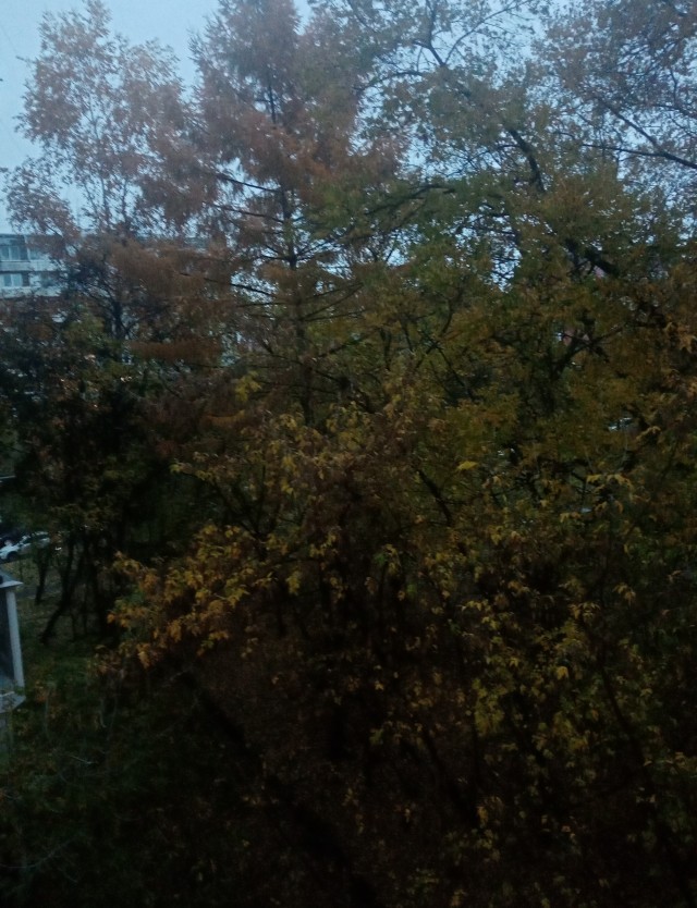 Планы на день: