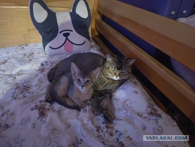 Маленькая хозяйка