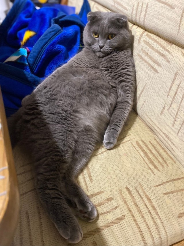 Всех с котовторником