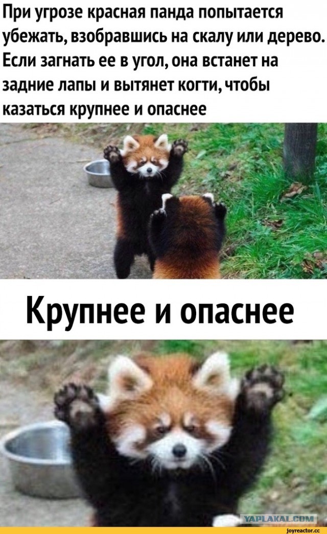 В национальном заповеднике провинции Ганьсу на камеру попала драка двух сурков