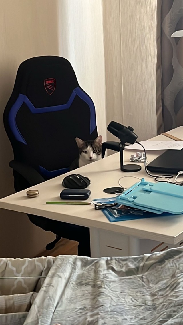 Прикольные морды котов псов к настроению...