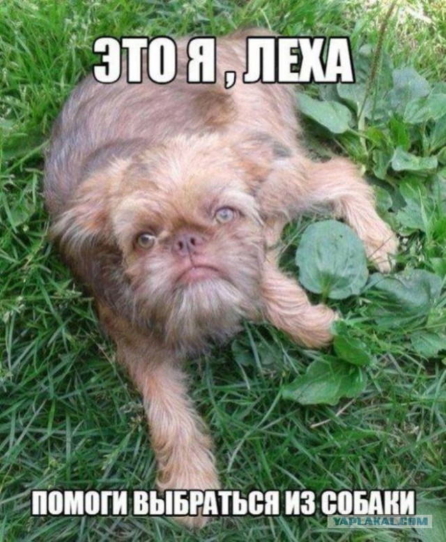 Кот с человеческим лицом.