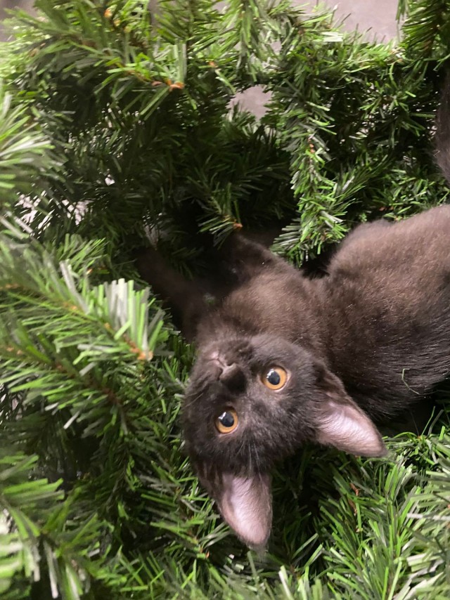 Котовторник!