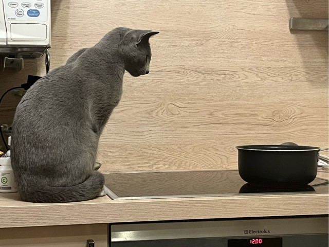 Мой кот