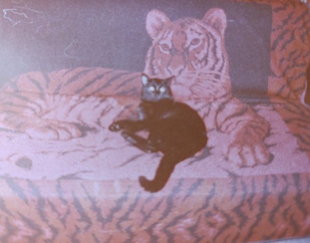 Коть. Или история о том, что страшнее кошки зверя нет.