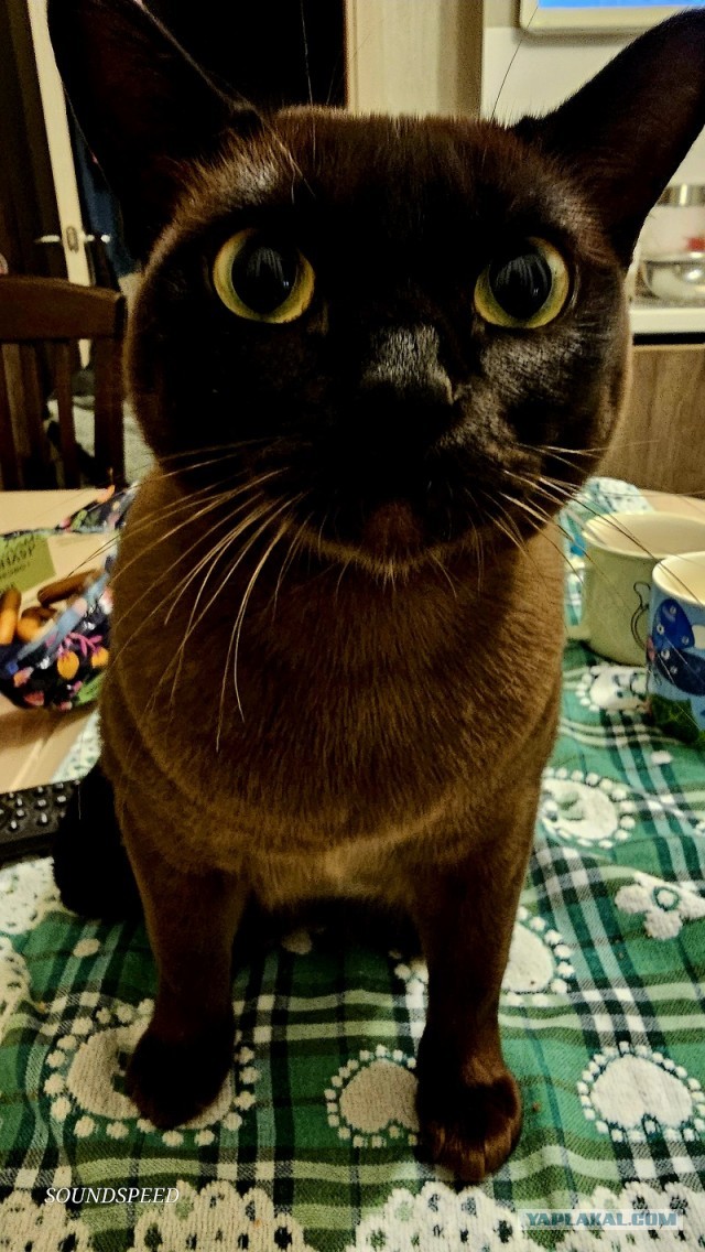 Совпало с котовторником.
