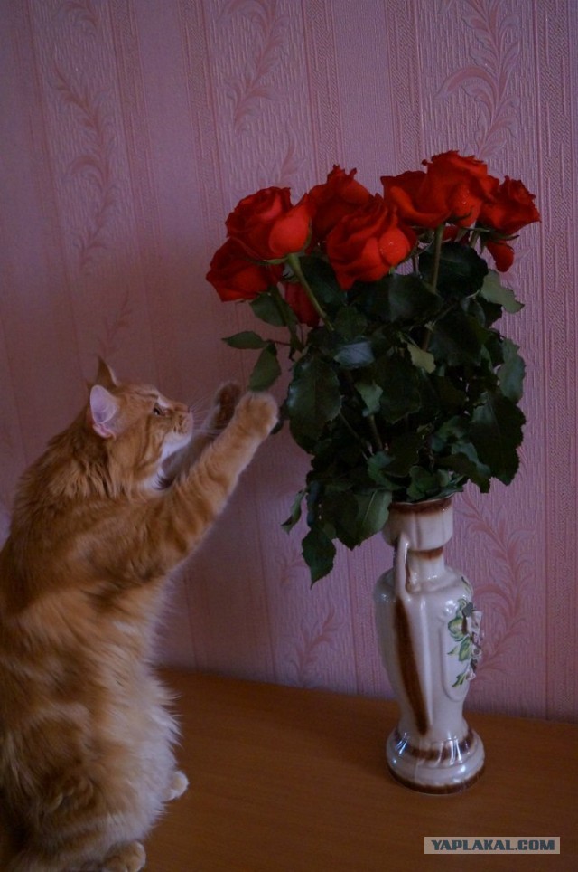 Немного о  Мейн Куне.