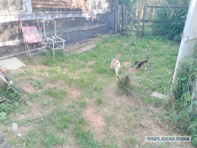 Жизнь домашнего приюта для котеек 555