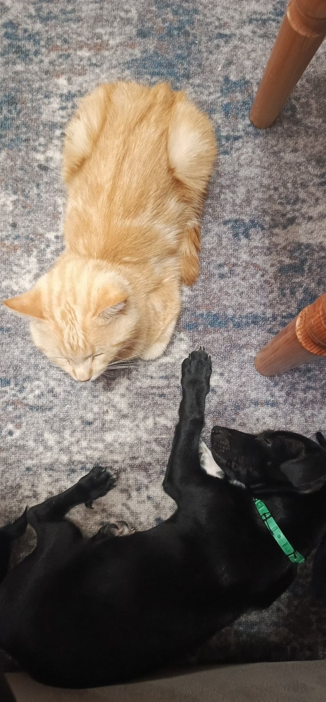 Котаняны