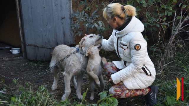 «Смотрела в глаза и словно умоляла о помощи». Как жительница Воронежской области спасла 14 щенков бродячей собаки
