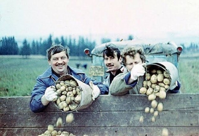 Про картошку