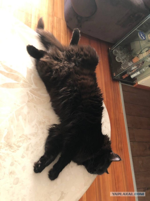 МоеЭ Котэ