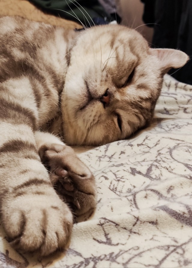 Котовторник 21.10.2025