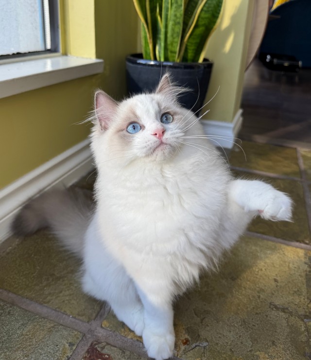 Зимняя шубка — это не шутка (котовторник)