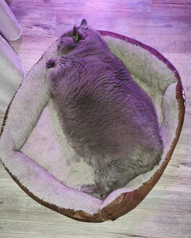 Плюшу плющит