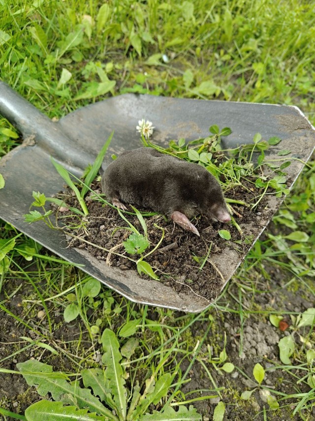 Хитрожопые кроты