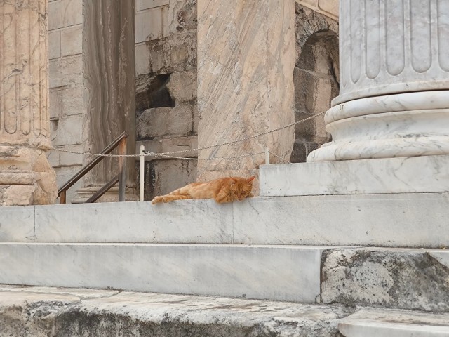 Уличные кошки в Афинах, Греция