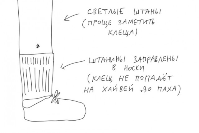 Как обезопасить себя от клещей?⁠